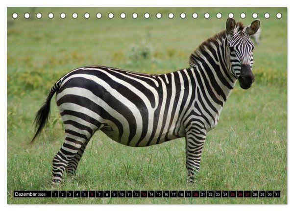 Produktbild: Zebras - Ungez&auml;hmte Kraft (Tischkalender 2026 DIN A5 quer), CALVENDO Monatskalender