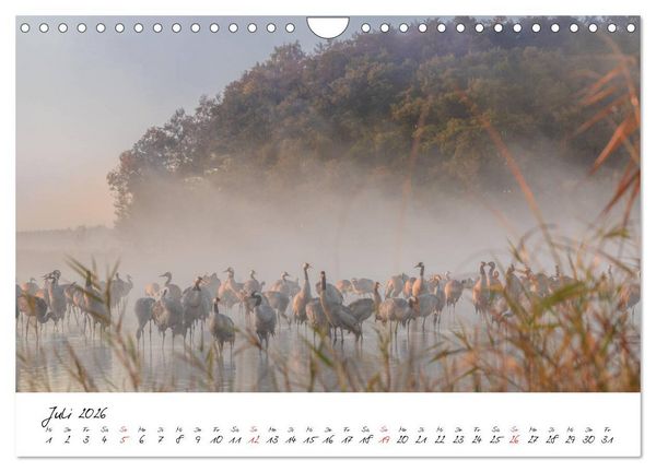 Produktbild: Kraniche am Schlafplatz - im Naturparadies der Mecklenburgischen Seenplatte (Wandkalender 2026 DIN A4 quer), CALVENDO Monatskalender