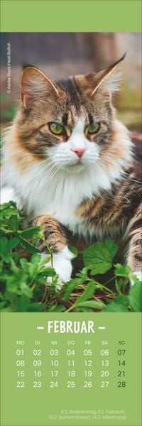 Produktbild: Katzen Lesezeichen & Kalender 2027