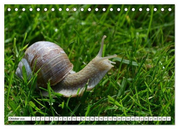 Produktbild: Schnecken. Witzige Schleimer (Tischkalender 2026 DIN A5 quer), CALVENDO Monatskalender