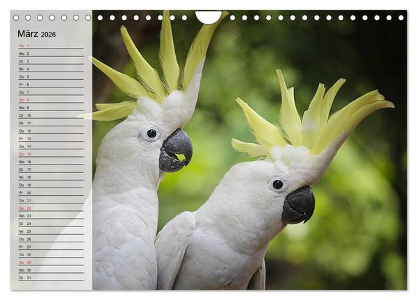Produktbild: Papageien. Bunt, laut und klug (Wandkalender 2026 DIN A4 quer), CALVENDO Monatskalender