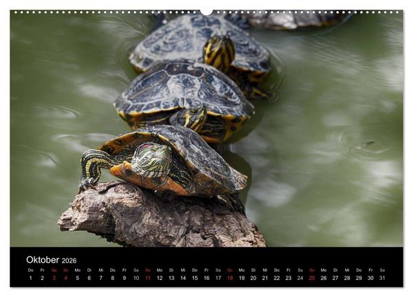 Produktbild: Wasserschildkr&ouml;ten (Wandkalender 2026 DIN A2 quer), CALVENDO Monatskalender