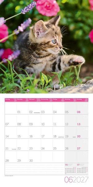 Produktbild: Katzen Kalender 2027 - 30x30 - Art12