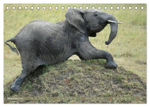 Produktbild: Afrika - im Reich der Elefanten (Tischkalender 2026 DIN A5 quer), CALVENDO Monatskalender