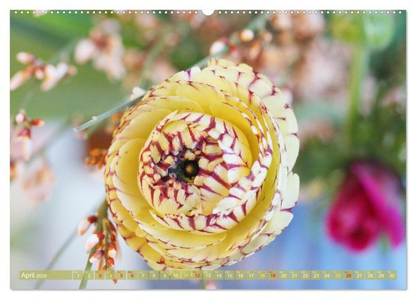 Produktbild: A Flower Festival (High Quality Premium Wall Calendar 2026 DIN A2 landscape),CALVENDO 12 Month Wall Calendar