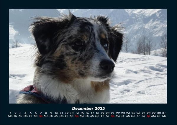 Produktbild: Hundezauber 2025 Fotokalender DIN A4