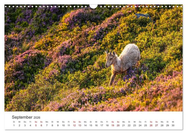 Produktbild: Steinbock - K&ouml;nig der Alpen (Wandkalender 2026 DIN A3 quer), CALVENDO Monatskalender