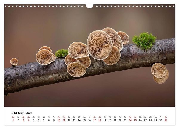 Produktbild: Pilzgalerie - Heimische Pilze von ihrer sch&ouml;nsten Seite (Wandkalender 2026 DIN A3 quer), CALVENDO Monatskalender