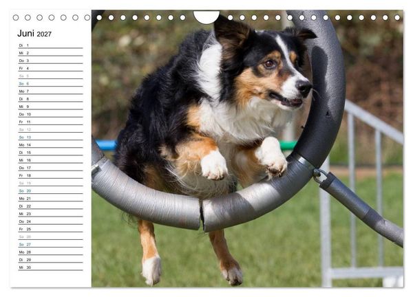 Produktbild: Agility - Sport und Spass (Wandkalender 2027 DIN A4 quer), CALVENDO Monatskalender