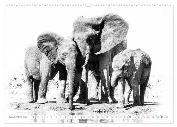 Produktbild: AFRIKA - Schwarz-weiss Fotografien im modernen "High Key" Look (hochwertiger Premium Wandkalender 2026 DIN A2 quer), Kunstdruck in Hochglanz