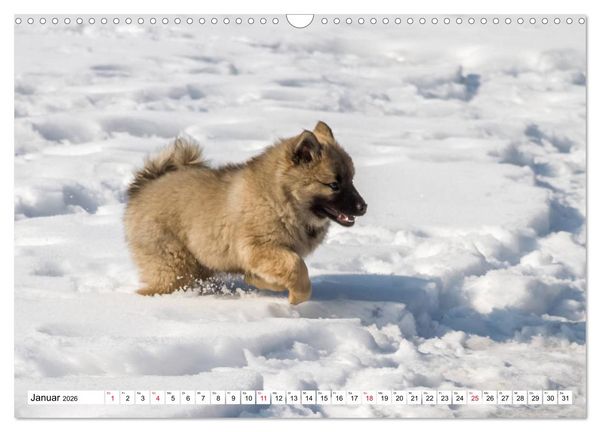 Produktbild: Eurasier, der Hund im Wolfspelz (Wandkalender 2026 DIN A3 quer), CALVENDO Monatskalender