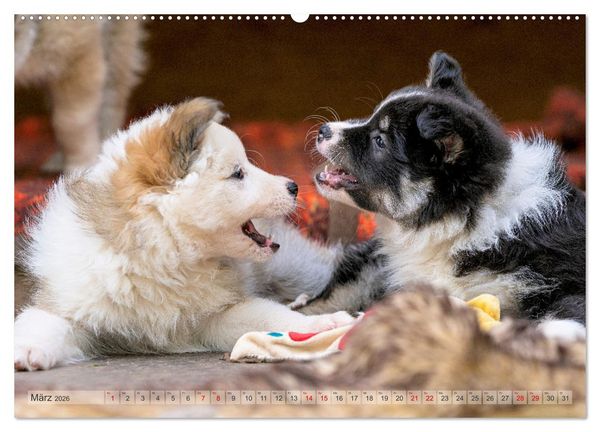 Produktbild: Bezaubernde Islandhundewelpen (Wandkalender 2026 DIN A2 quer), CALVENDO Monatskalender