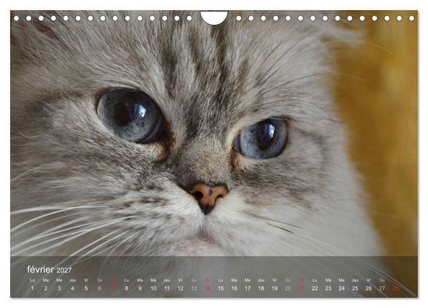 Produktbild: Mine de chat (Calendrier mural 2027 DIN A4 vertical), CALVENDO calendrier mensuel