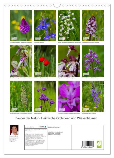 Produktbild: Zauber der Natur - Heimische Orchideen und Wiesenblumen (Wandkalender 2026 DIN A3 hoch), CALVENDO Monatskalender