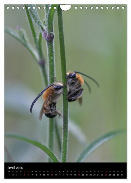 Produktbild: Les abeilles et bourdons de Provence (Calendrier mural 2026 DIN A4 horizontal), CALVENDO calendrier mensuel