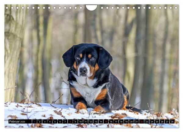 Produktbild: Entlebucher Sennenhund - treue Freunde (Wandkalender 2026 DIN A4 quer), CALVENDO Monatskalender