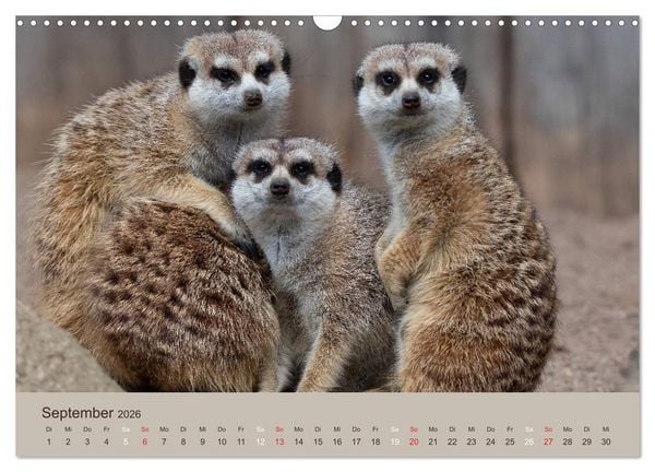 Produktbild: Quirlige Erdm&auml;nnchen (Wandkalender 2026 DIN A3 quer), CALVENDO Monatskalender