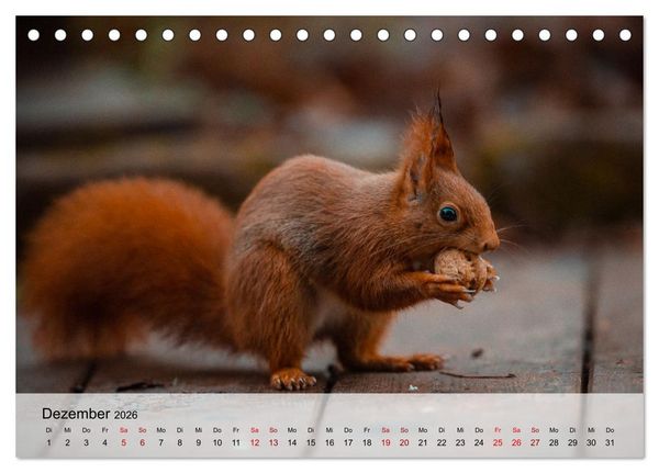 Produktbild: Magische Tiermomente (Tischkalender 2026 DIN A5 quer), CALVENDO Monatskalender