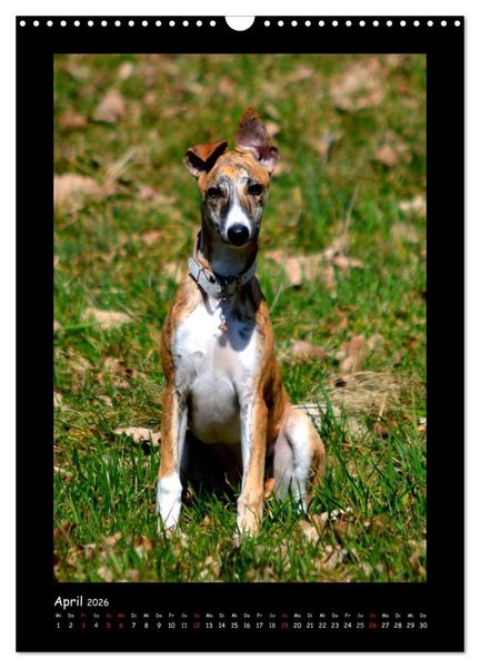 Produktbild: Ein Whippet wird erwachsen (Wandkalender 2026 DIN A3 hoch), CALVENDO Monatskalender