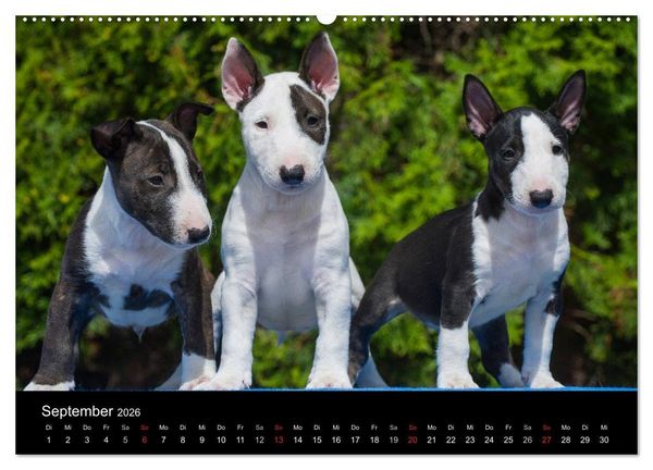 Produktbild: Welpen 2026 (Wandkalender 2026 DIN A2 quer), CALVENDO Monatskalender