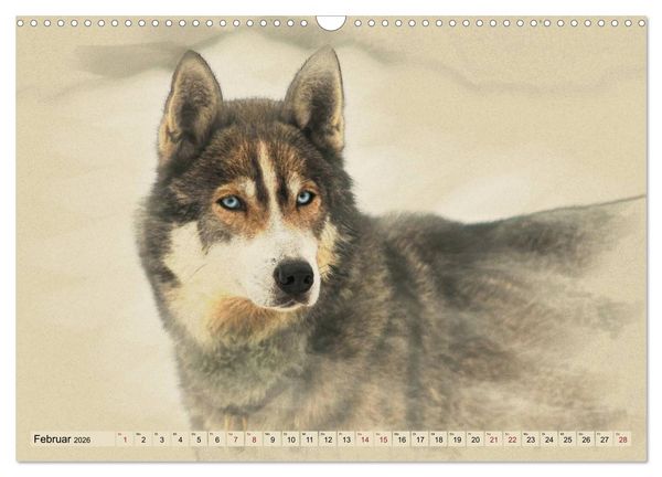 Produktbild: Schlittenhunde 2026 (Wandkalender 2026 DIN A3 quer), CALVENDO Monatskalender