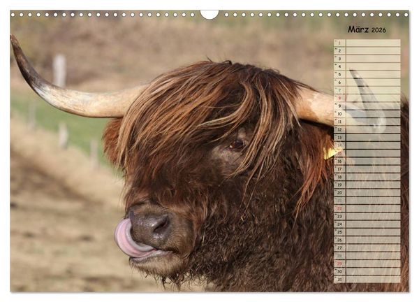 Produktbild: Gl&uuml;ckliche K&uuml;he (Wandkalender 2026 DIN A3 quer), CALVENDO Monatskalender