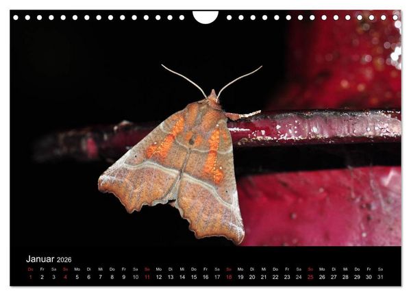 Produktbild: Nachtfalter - Unbekannte Sch&ouml;nheiten (Wandkalender 2026 DIN A4 quer), CALVENDO Monatskalender