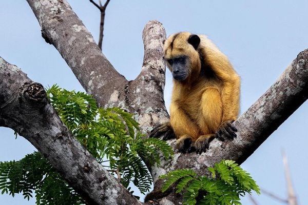 Produktbild: Pantanal