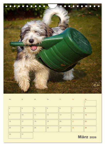 Produktbild: PON-Welpen - jeder Tag ein gro&szlig;es Abenteuer / Planer (Wandkalender 2026 DIN A4 hoch), CALVENDO Monatskalender