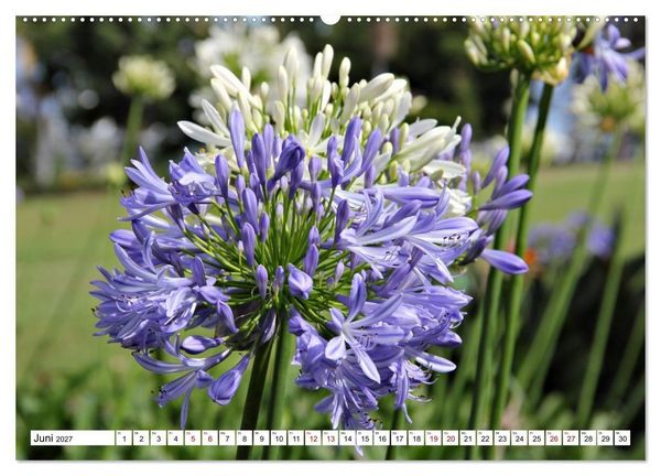 Produktbild: Bl&uuml;tenzauber auf Madeira. Wildblumen und Ziergew&auml;chse (hochwertiger Premium Wandkalender 2027 DIN A2 quer), Kunstdruck in Hochglanz