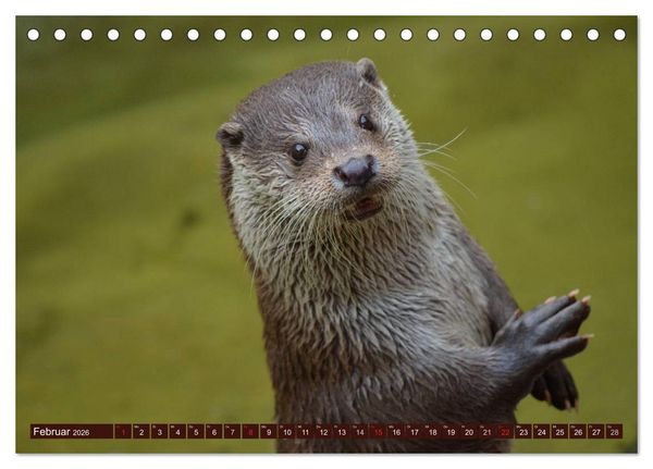 Produktbild: Otter. Frech, laut und clever (Tischkalender 2026 DIN A5 quer), CALVENDO Monatskalender
