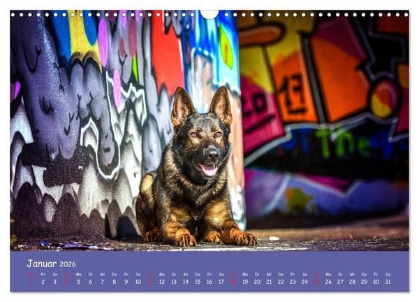 Produktbild: Hunde und Graffiti (Wandkalender 2026 DIN A3 quer), CALVENDO Monatskalender
