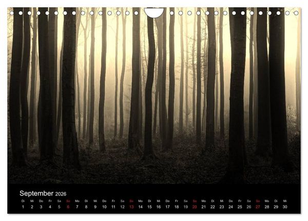Produktbild: Faszination Wald. Waldimpressionen aus Nordhessen von Lutz Klapp (Wandkalender 2026 DIN A4 quer), CALVENDO Monatskalender