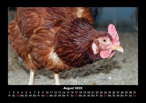 Produktbild: Tiere auf dem Bauernhof 2025 Fotokalender DIN A3