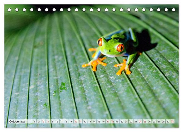 Produktbild: Costa Rica - Tierwelt und Landschaften (Tischkalender 2026 DIN A5 quer), CALVENDO Monatskalender