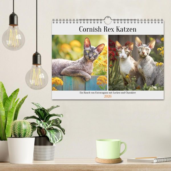 Produktbild: Cornish Rex Katzen. Ein Hauch von Extravaganz mit Locken und Charakter (Wandkalender 2026 DIN A4 quer), CALVENDO Monatskalender