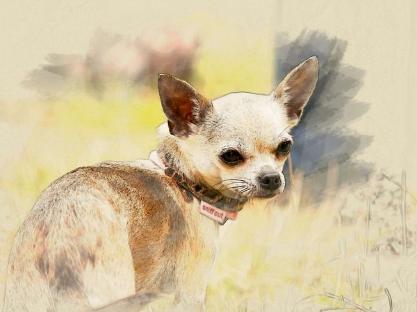 Produktbild: CALVENDO Puzzle Ein Motiv aus dem Kalender Chihuahuas 2017 | 1000 Teile Lege-Gr&ouml;&szlig;e 64x48cm Foto-Puzzle f&uuml;r gl&uuml;ckliche Stunden