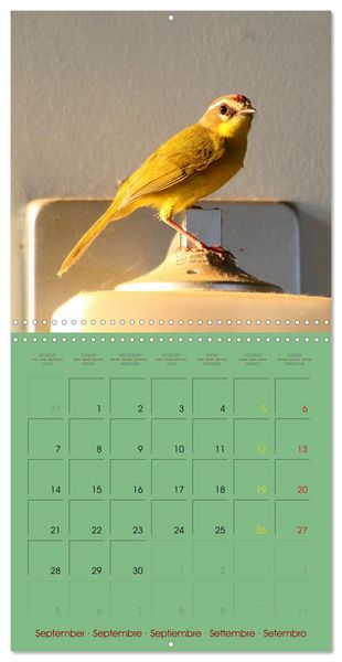 Produktbild: Douze oiseaux de la capitale du Costa Rica (Calendrier mural carr&eacute; 2026 30x30 cm) Calendrier double avec une page pour vos prises de notes