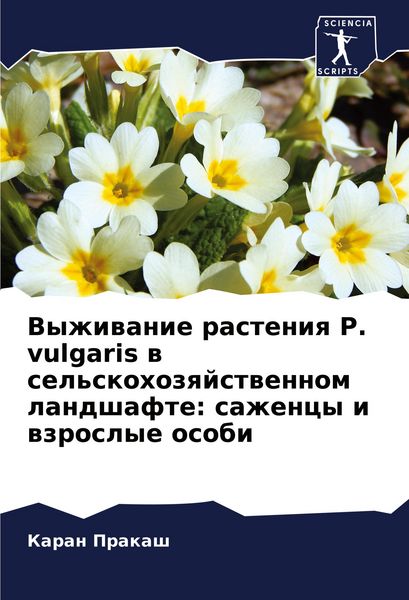 Produktbild: Vyzhiwanie rasteniq P. vulgaris w sel'skohozqjstwennom landshafte: sazhency i wzroslye osobi
