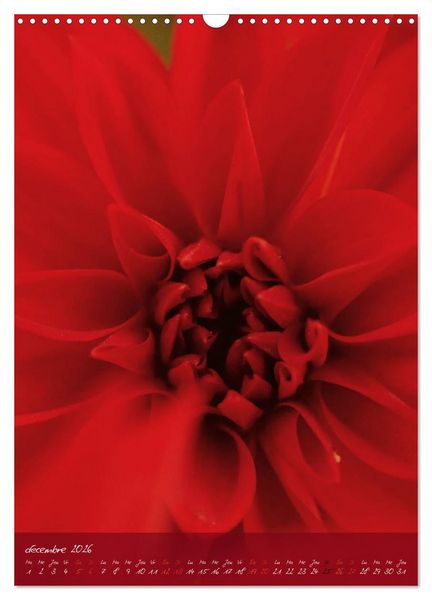 Produktbild: Concordia floralis (Calendrier mural 2026 DIN A3 horizontal), CALVENDO calendrier mensuel
