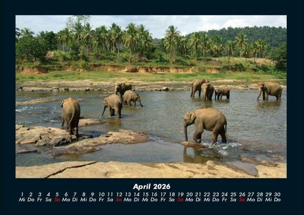 Produktbild: Elefanten 2026 Fotokalender DIN A4