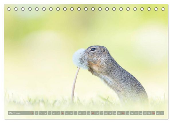 Produktbild: Liebenswerte Ziesel - vom Aussterben bedrohte Nagetiere (Tischkalender 2026 DIN A5 quer), CALVENDO Monatskalender