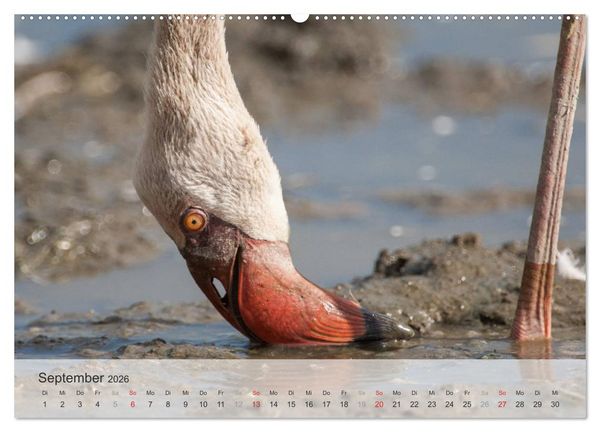 Produktbild: Flamingo Impressionen 2026 (hochwertiger Premium Wandkalender 2026 DIN A2 quer), Kunstdruck in Hochglanz