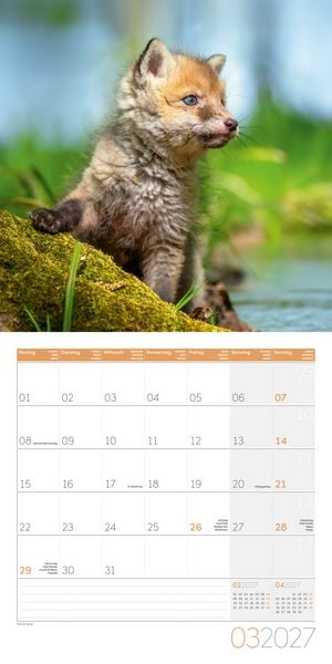 Produktbild: F&uuml;chse Kalender 2027 - 30x30 - Art12