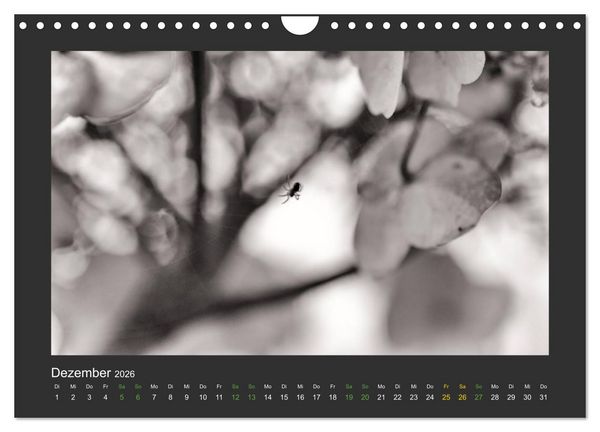 Produktbild: Pflanzen in Schwarz und Wei&szlig; (Wandkalender 2026 DIN A4 quer), CALVENDO Monatskalender