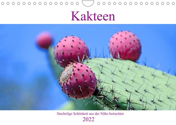 Produktbild: Kakteen - Stachelige Sch&ouml;nheit aus der N&auml;he betrachtet (Wandkalender 2022 DIN A4 quer)
