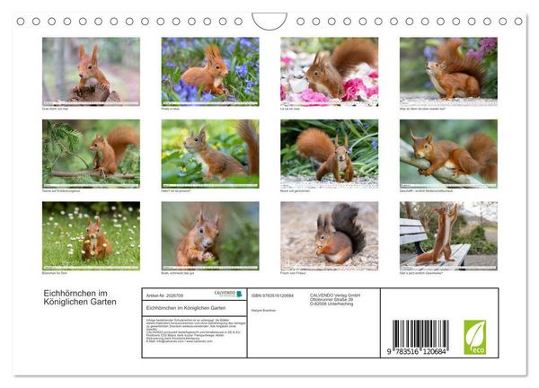 Produktbild: Eichh&ouml;rnchen im K&ouml;niglichen Garten (Wandkalender 2026 DIN A4 quer), CALVENDO Monatskalender