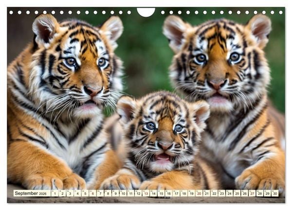 Produktbild: Tiger ganz nah (Wandkalender 2026 DIN A4 quer), CALVENDO Monatskalender