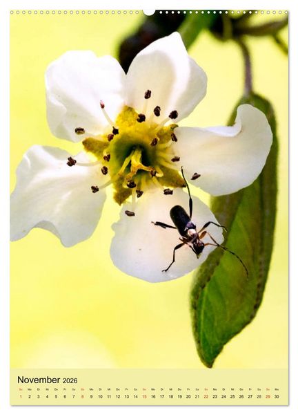 Produktbild: INSEKTENWELT - Heimische N&uuml;tzlinge ganz nah (hochwertiger Premium Wandkalender 2026 DIN A2 hoch), Kunstdruck in Hochglanz