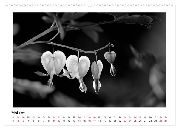 Produktbild: Die grafische Sch&ouml;nheit der Pflanzen &ndash; Schwarz-Wei&szlig; (hochwertiger Premium Wandkalender 2026 DIN A2 quer), Kunstdruck in Hochglanz
